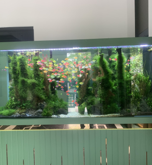 CỬA HÀNG CÁ CẢNH SAN HÔ
