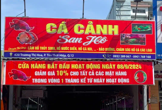 CÁ CẢNH SAN HÔ