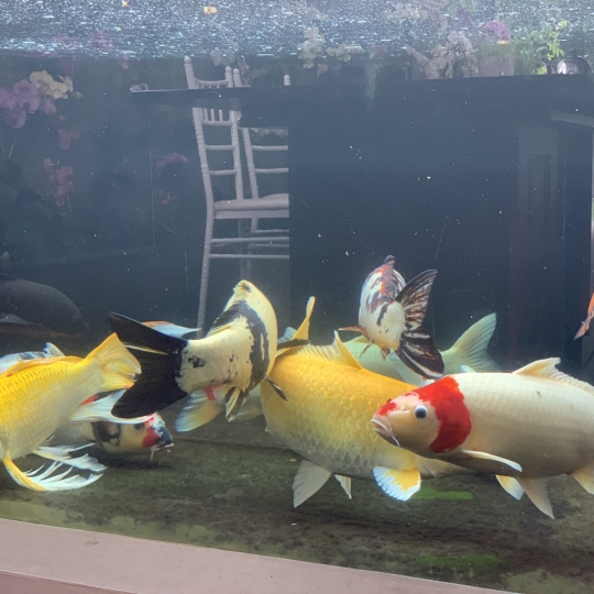 Mẫu hồ cá koi 1