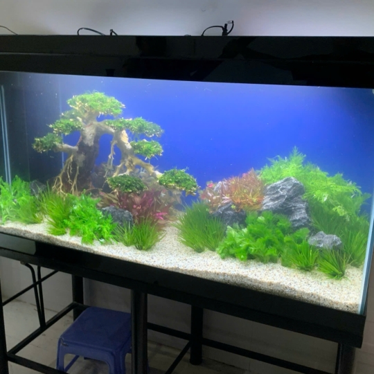 Mẫu hồ thuỷ sinh- A11