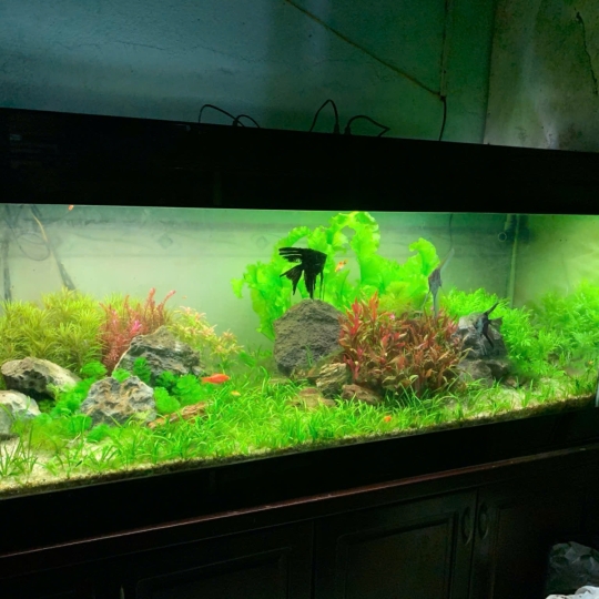 Mẫu hồ thuỷ sinh quận 12 - A18
