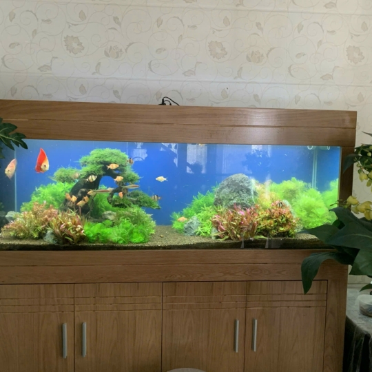 hồ thuỷ sinh quận 12 - A19