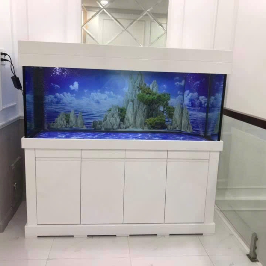 Mẫu hồ cá rồng- B16