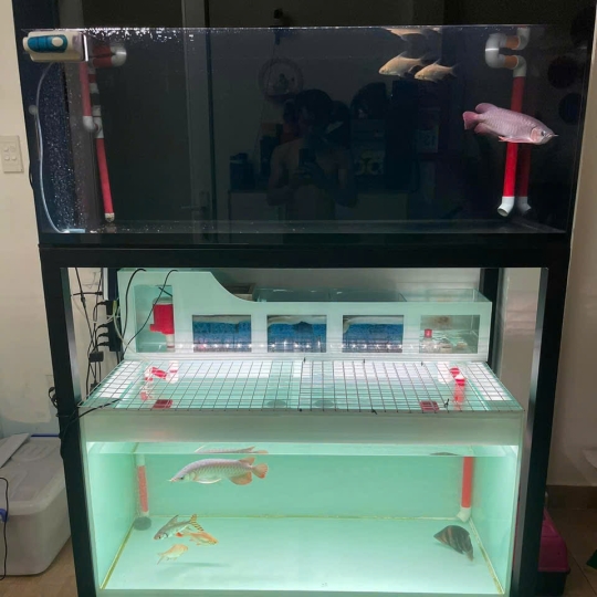 Mẫu hồ cá rồng- B12