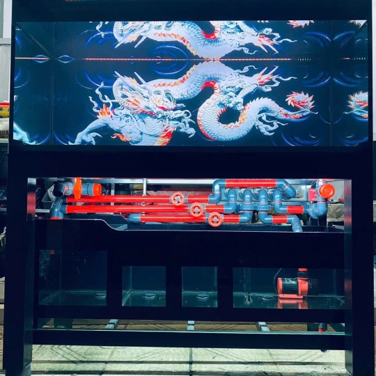 Mẫu hồ cá rồng- B10