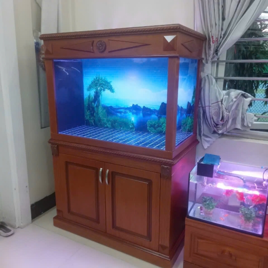 Mẫu hồ cá rồng- B14