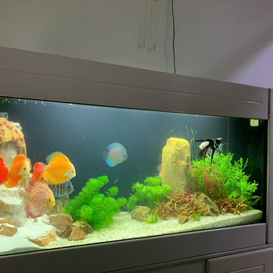 Mẫu hồ treo tường- E3