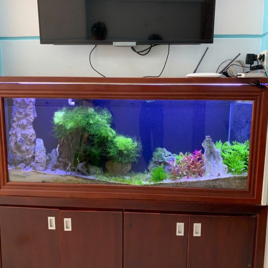 Mẫu hồ treo tường- E6