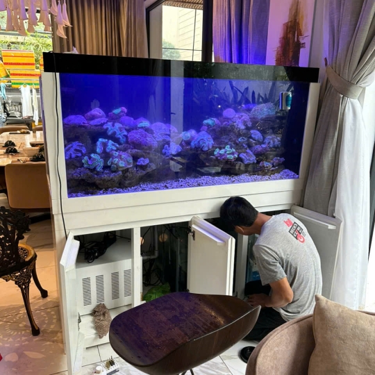 Mẫu hồ cá biển- F1