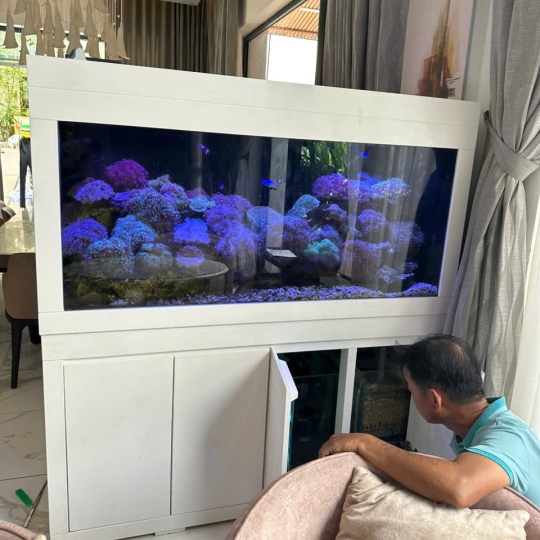 Mẫu hồ cá biển- F5