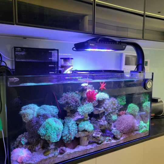 Mẫu hồ cá biển- F4